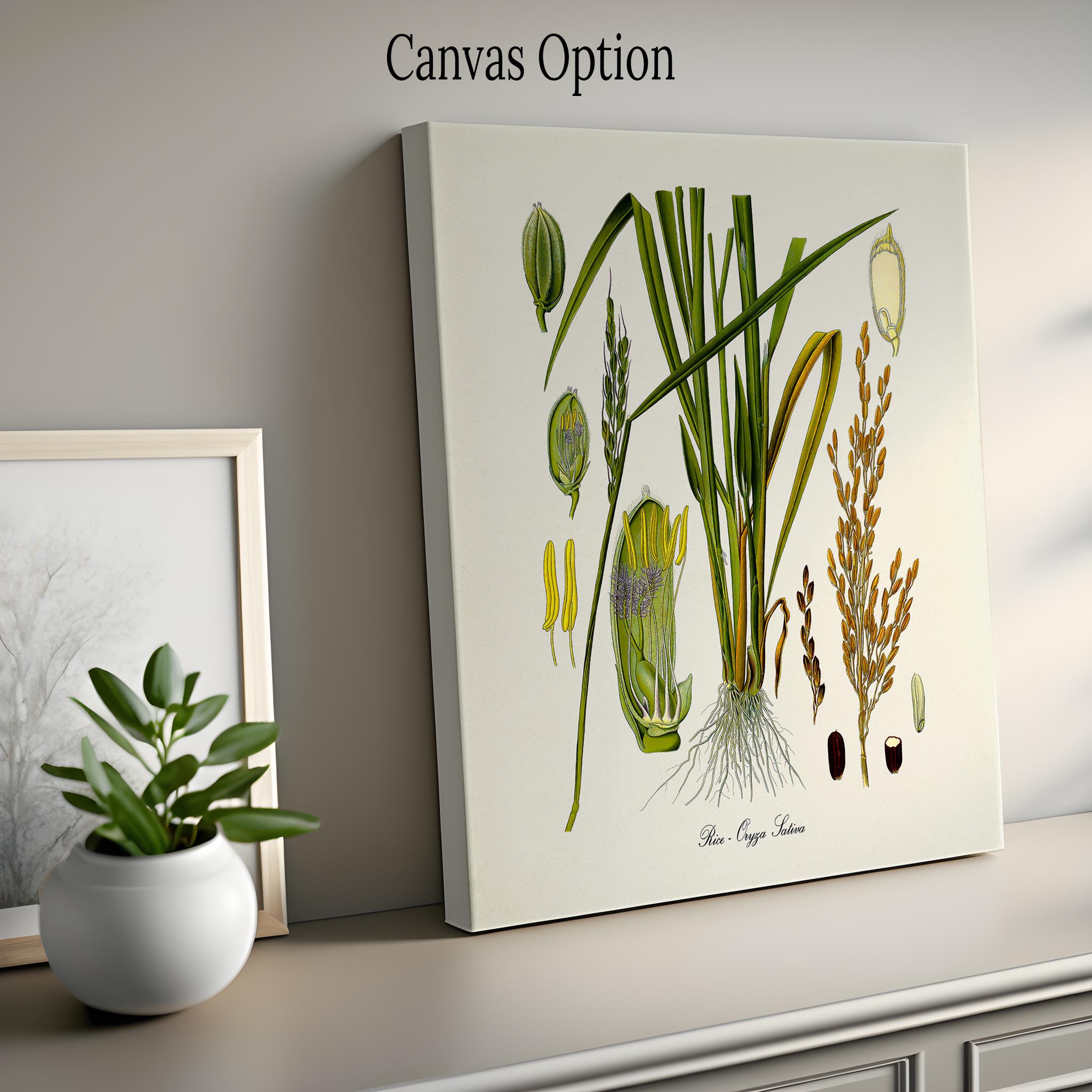 Rice Botanical Print, Rice Botanical Art Print, Rice Wall Art, Rice ...