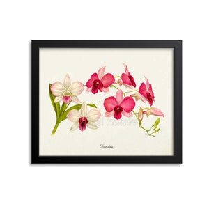 Dendrobium Orchid Flower Art Print,  Orchid Botanical Art Print, Flower Wall Art, Flower Print, Floral Print, pink white orchid art print