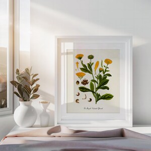 Puede incluir: Una ilustraci&oacute;n bot&aacute;nica enmarcada de Calendula Officinalis, tambi&eacute;n conocida como Cal&eacute;ndula, con flores amarillas y hojas verdes. La ilustraci&oacute;n est&aacute; en un marco blanco y est&aacute; sobre una superficie blanca.