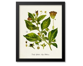 belladonna 