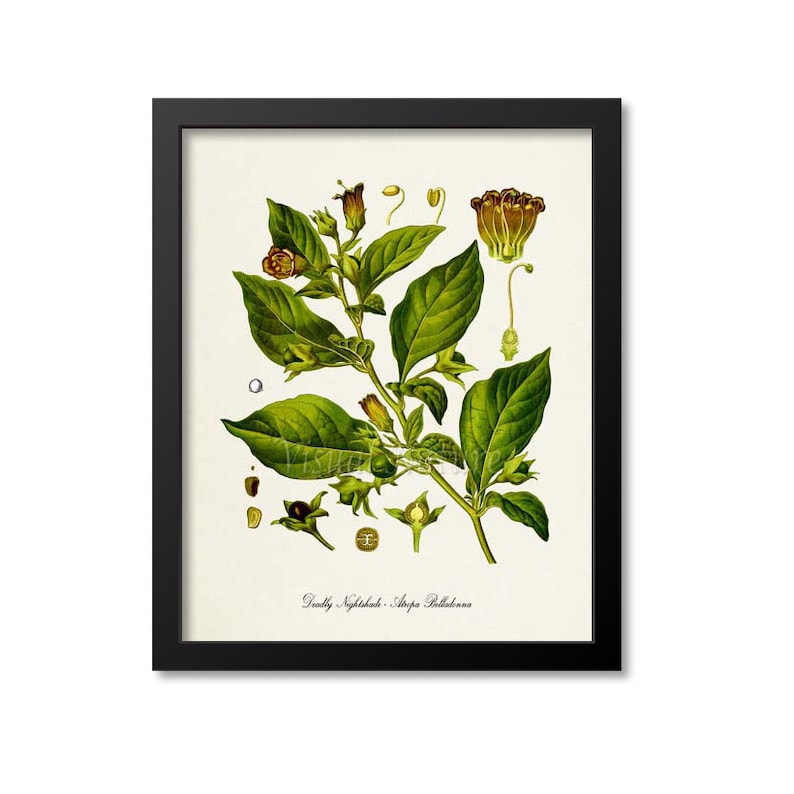 Impresión artística botánica de belladona mortal, planta venenosa, Atropa belladonna imagen 1