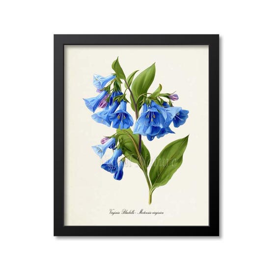 Virginia Bluebells Flower Art Print, Bluebells Botanical Art Print, Wall Art, blue, Mertensia virginica
