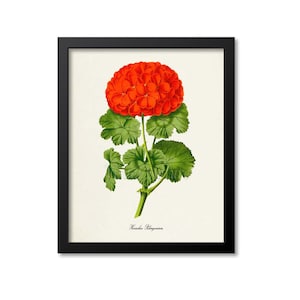 Horseshoe Pelargonium Flower Art Print, Botanical Art Print, Geranium Flower Wall Art, Flower Print, Red Flower Art Print, Home Decor
