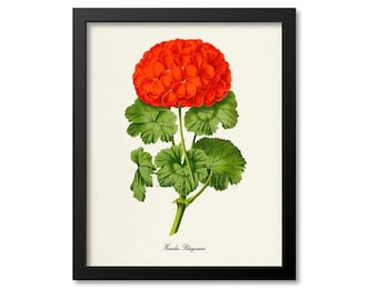 Horseshoe Pelargonium Flower Art Print, Botanical Art Print, Geranium Flower Wall Art, Flower Print, Red Flower Art Print, Home Decor
