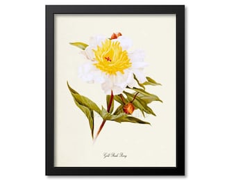 Gold Rush Peony Flower Art Print, Botanical Art Print, Flower Wall Art, Flower Print, Floral Print, yellow, green, white