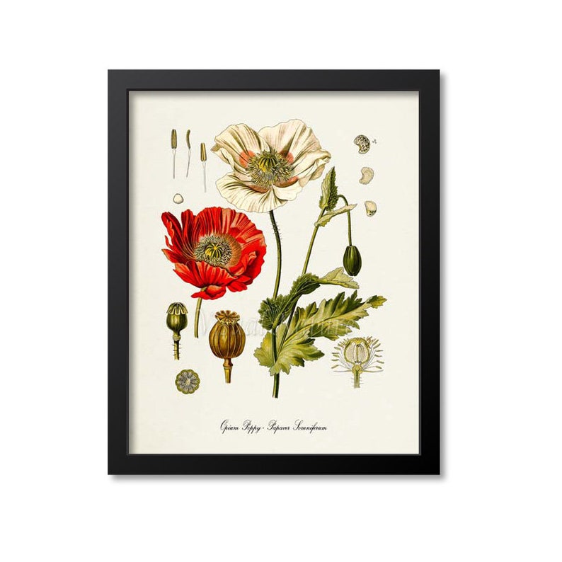 Może przedstawiać: Botaniczna ilustracja białego i czerwonego maku z zielonymi liśćmi i torebkami nasiennymi. Tekst "Opium Poppy - Papaver Somniferum" znajduje się na dole obrazu.