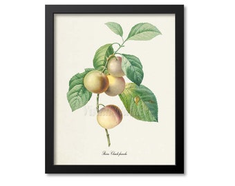 Plum Botanical Print, Plum Art Print, Plum Wall Art, Fruit Art, Fruit Print, Kitchen Art, Garden, Redoute Art, Reine Claude franche