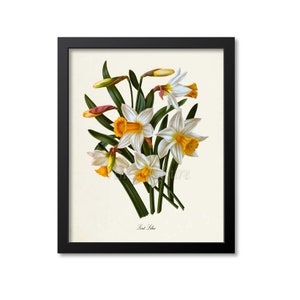 Lent Lilies Flower Art Print, Botanical Art Print, Flower Wall Art, Flower Print, Floral Print, Lily Art Print, yellow, white