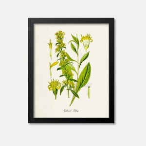 Goldenrod Flower Art Print, Botanical Art Print, Flower Wall Art, Flower Print, Solidago, Kentucky Nebraska State Flower, yellow, green