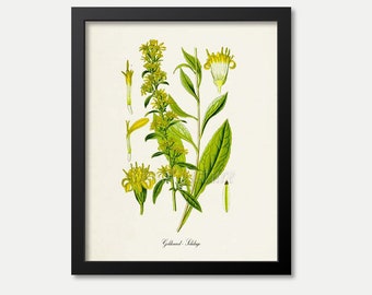 Goldenrod Flower Art Print, Botanical Art Print, Flower Wall Art, Flower Print, Solidago, Kentucky Nebraska State Flower, yellow, green