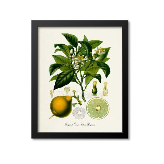 Bergamot Orange