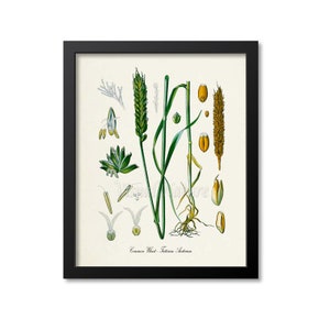 Wheat Botanical Print, Wheat Botanical Art Print, Wheat Wall Art, Wheat Decor, Common Wheat, Triticum Aestivum