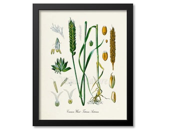 Wheat Botanical Print, Wheat Botanical Art Print, Wheat Wall Art, Wheat Decor, Common Wheat, Triticum Aestivum