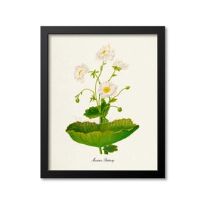 Mountain Buttercup Flower Art Print, Botanical Art Print, Flower Wall Art, Flower Print, Floral Print, white, Ranunculus lyallii