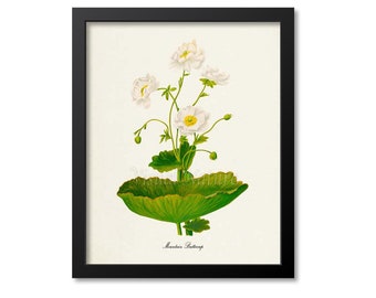 Mountain Buttercup Flower Art Print, Botanical Art Print, Flower Wall Art, Flower Print, Floral Print, white, Ranunculus lyallii