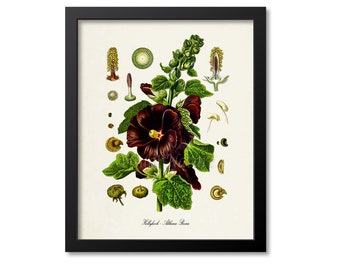 Hollyhock Botanical Print, Hollyhock Botanical Art Print, Hollyhock Wall Art, Hollyhock Decor, Althaea Rosea