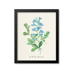 Blue Wild Indigo Botanical Print, Flower Wall Art, Botanical Art Print, Baptisia australis