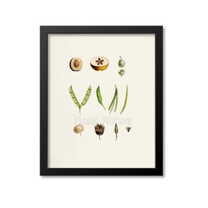Peas Botanical Print, Peas Art Print, Fruit Seeds Art, Fruit Print, Kitchen Art, Garden, Redoute Art, Vegetable Seeds, Home Decor, green