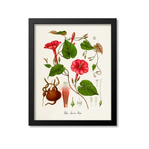 May include: A framed botanical print featuring a detailed illustration of a morning glory plant. The artwork showcases vibrant red flowers, green leaves, and botanical details. The print is set in a black frame, suitable for home decor.