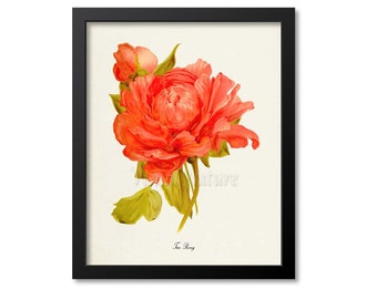 Tree Peony Flower Art Print, Peony Botanical Art Print, Flower Wall Art, Flower Print, Floral Print, Home Decor, orange, salmon