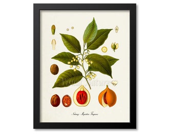 Nutmeg Botanical Print, Nutmeg Botanical Art Print, Nutmeg  Wall Art, Nutmeg Decor, Kitchen Art Print, Myristica Fragrans