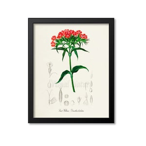 Sweet William Flower Art Print, Botanical Art Print, Flower Wall Art, Flower Print, Floral Print, Dianthus barbatus