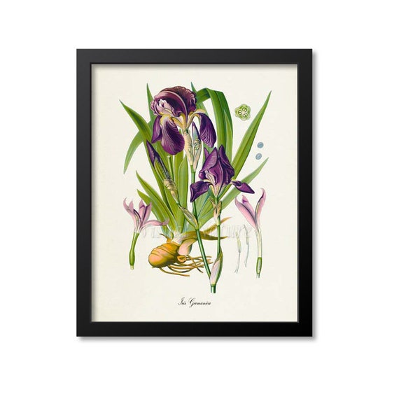 Iris Germanica Botanical Print Iris Botanical Art Print Iris | Etsy