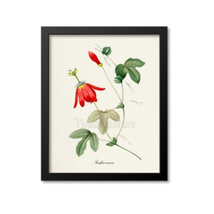 Red Passion Flower Art Print, Botanical Art Print, Flower Wall Art, Flower Print, Floral Vine, Redoute, red,green, Passiflora racemosa