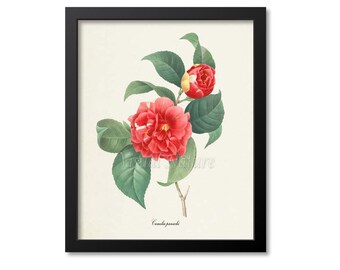 Botanical Flower Art Print, Camelia panache Art Print, Flower Wall Art, Flower Print, Floral Print, Redoute Art, red, green