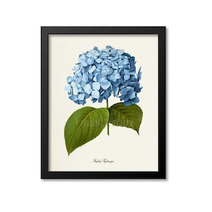 Botanical Print, Botanical Art Print, Bigleaf Hydrangea Flower Art Print, Flower Wall Art, Flower Print, Floral Print, blue flower art print