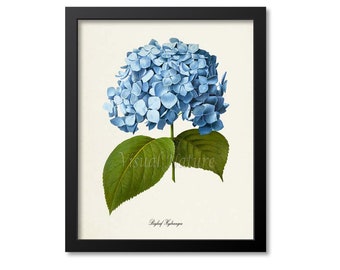 Botanical Print, Botanical Art Print, Bigleaf Hydrangea Flower Art Print, Flower Wall Art, Flower Print, Floral Print, blue flower art print