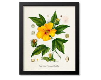 Creole Cotton Botanical Print, Creole Cotton Botanical Art Print, Creole Cotton Wall Art, Creole Cotton Decor, Gossypium Barbadense