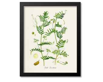 Lentils Botanical Print, Lentils Botanical Art Print, Lentils Wall Art, Farmer Gift, Lens culinaris