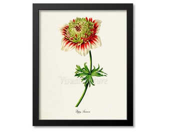 Poppy Anemone Flower Art Print, Botanical Art Print, Flower Wall Art, Flower Print, Home Decor, red, green, white