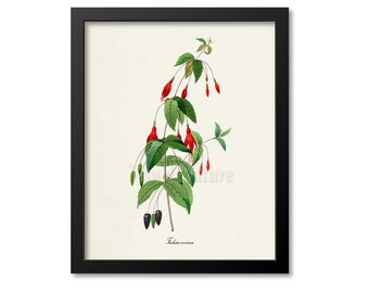 Fuchsia coccinea Flower Art Print, Botanical Art Print, Flower Wall Art, Flower Print, Floral Print, Redoute, red, green, Fuchsia coccinea