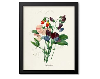 Sweet Pea Flower Art Print, Botanical Art Print, Flower Wall Art, Flower Print, Floral Print, Redoute Art, blue pink, Lathyrus odoratus