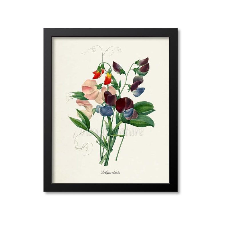 May include: A vintage botanical illustration of a bouquet of sweet peas with pink, red, blue, and purple flowers. The flowers are arranged in a cluster with green leaves and stems. The text "Lathyrus odoratus" is printed below the flowers.