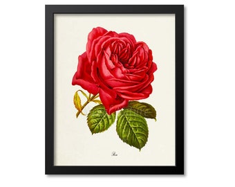 Red Rose Flower Art Print, Botanical Art Print, Flower Wall Art, Flower Print, Floral Print, Red Rose Art Print, Home Decor