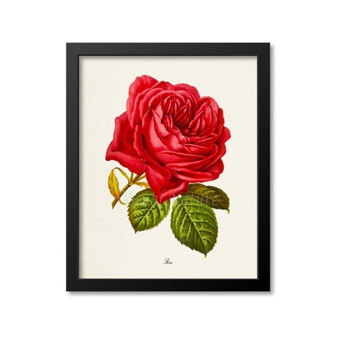 Red Rose Flower Art Print Botanical Art Print Flower Wall Etsy
