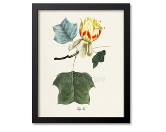 Tulip Tree Art Print, Botanical Art Print, Flower Wall Art, Flower Print, Floral Print, Tulip Art, yellow red