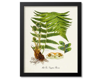 Male Fern Botanical Print, Male Fern Botanical Art Print, Male Fern Wall Art, Male Fern Decor, Dryopteris Filix-mas