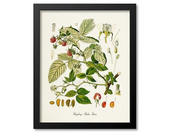 Raspberry Botanical Print, Raspberry Botanical Art Print, Raspberry Wall Art, Raspberry Decor, Kitchen Art Print, Rubus Idaeus