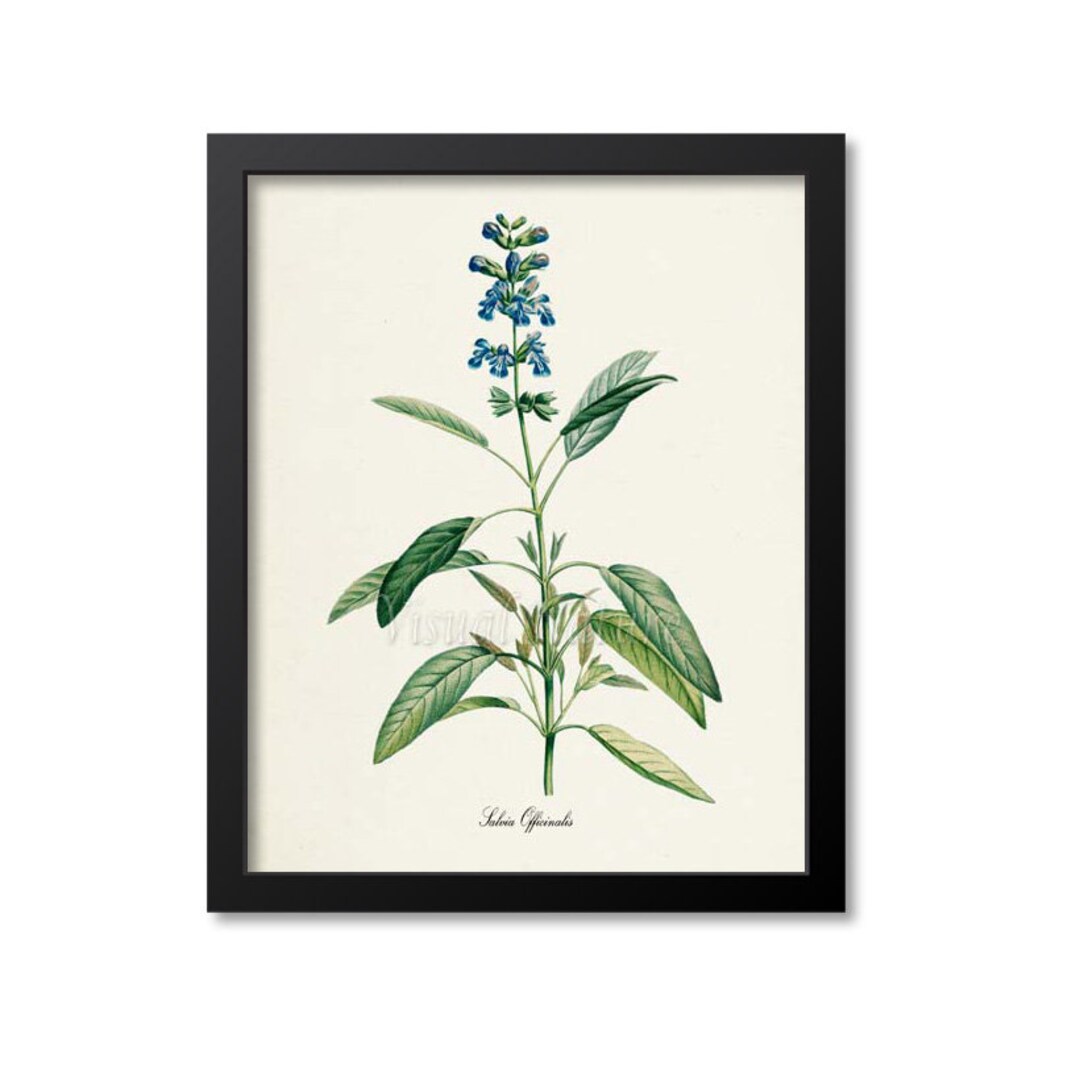 Sage Botanical Print, Sage Art Print, Herb Art, Herb Print, Kitchen Art, Garden, Redoute Art