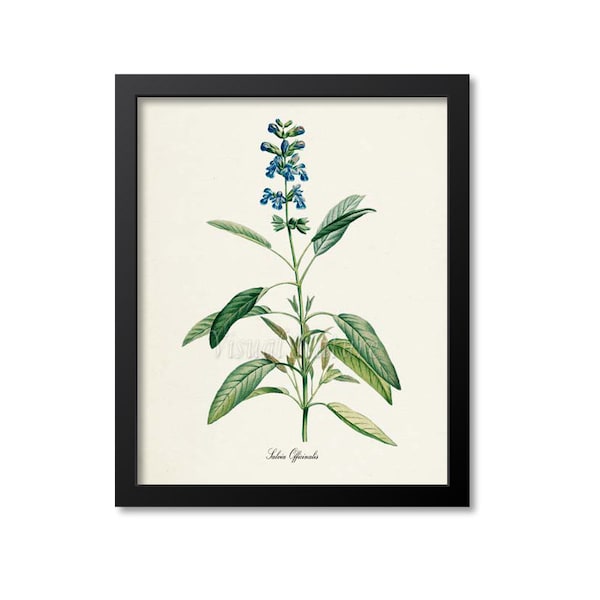 Sage Botanical Print, Sage Art Print, Herb Art, Herb Print, Kitchen Art, Garden, Redoute Art, Herbs and Spices,blue,green,Salvia Officinalis