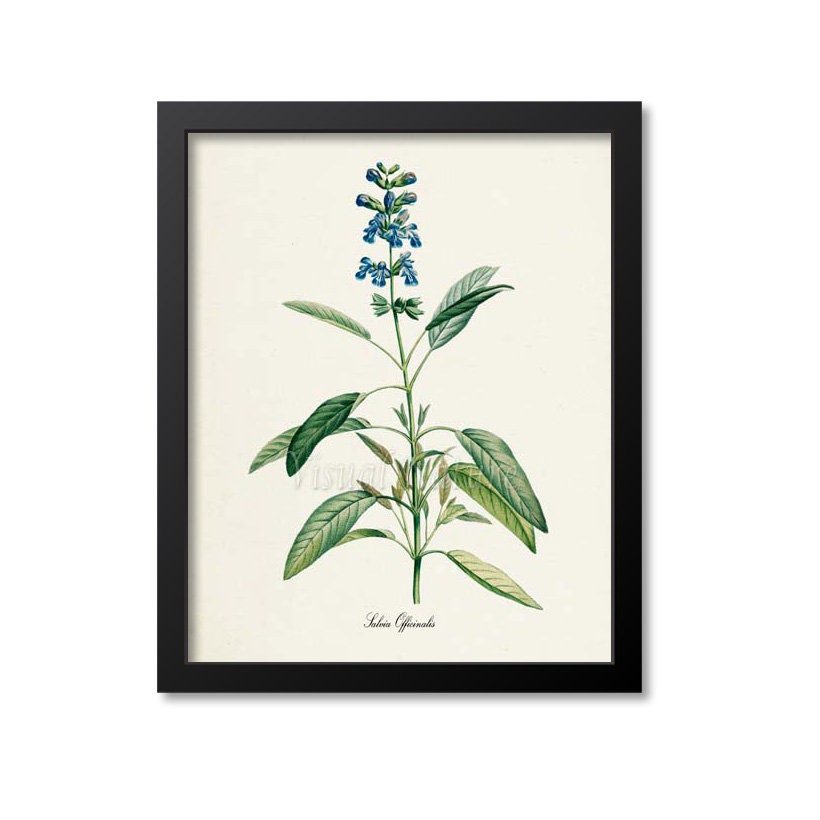 Sage Botanical Print Sage Art Print Herb Art Herb Print | Etsy