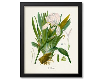Iris Florentina Botanical Print, Iris Botanical Art Print, Iris Wall Art, Iris Decor, Kitchen Art Print