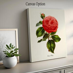 May include: A vintage botanical illustration of a red rose with green leaves. The image is titled "Bernard Palissy".