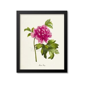 Moutan Peony Flower Art Print, Botanical Art Print, Flower Wall Art, Flower Print, Floral Print, Pink Peony Art Print
