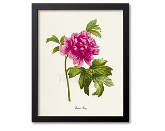 Moutan Peony Flower Art Print, Botanical Art Print, Flower Wall Art, Flower Print, Floral Print, Pink Peony Art Print