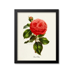 May include: A vintage botanical illustration of a red rose with green leaves. The rose is in bloom and has a delicate, layered appearance. The text "Bernard Sabatier" is printed below the rose.